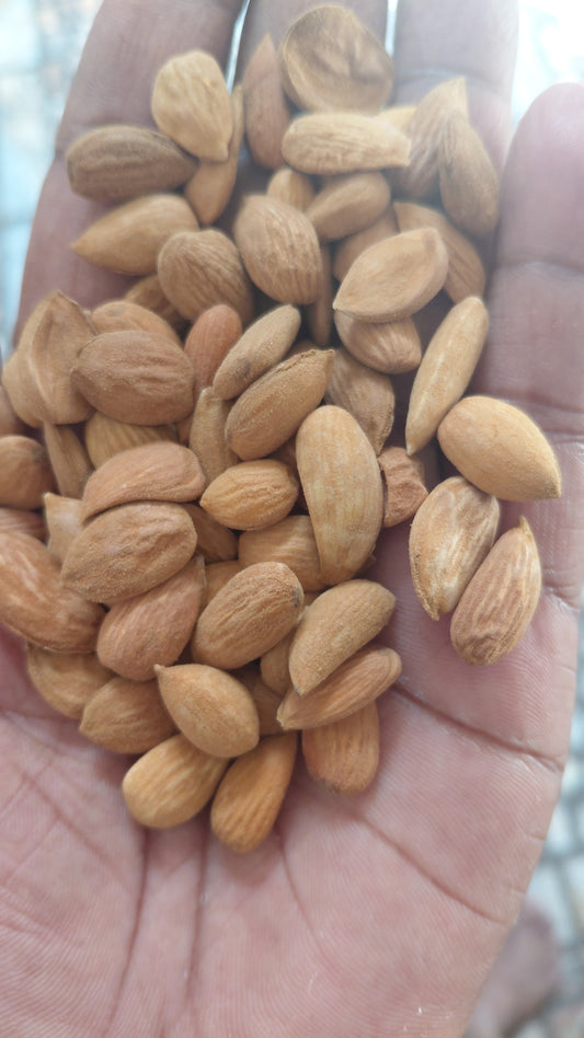 Kashmiri Mamra almond